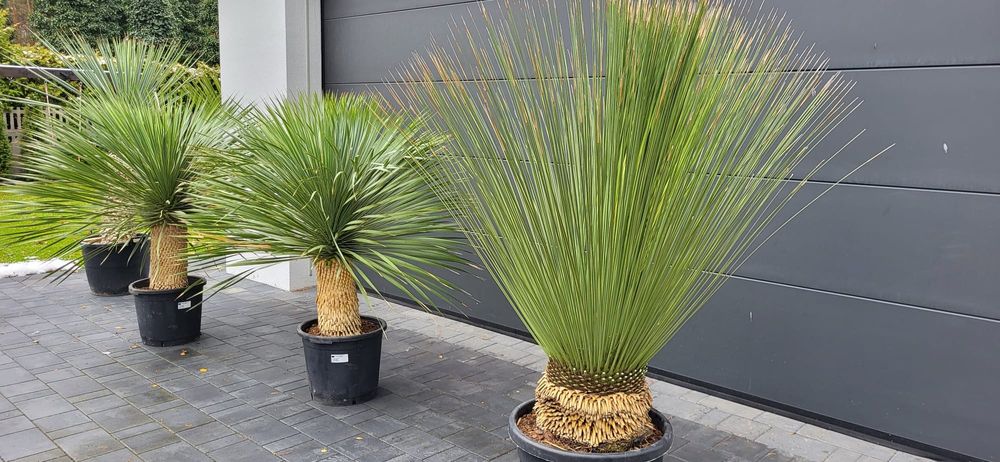 Rośliny egzotyczne.  Palma mrozoodporna.  Rostrata. Fortunei Filifera
