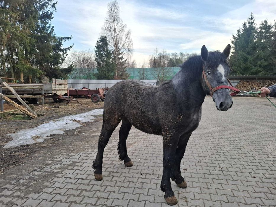 Na sprzedaż klacz siwa