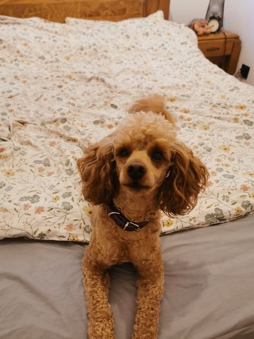 Piesek Bolek - pudel miniatura ZHPR UCI