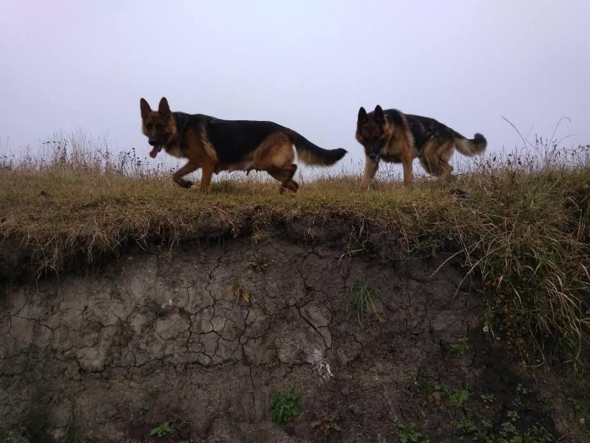 Продам цуценят Німецької вівчарки
