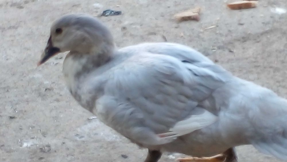 Індокачки   (шипуни)