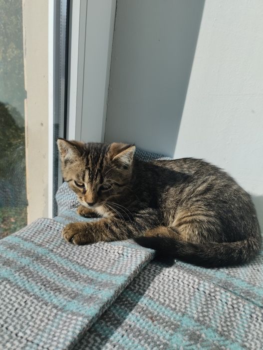 Два хлопчика в добрі руки