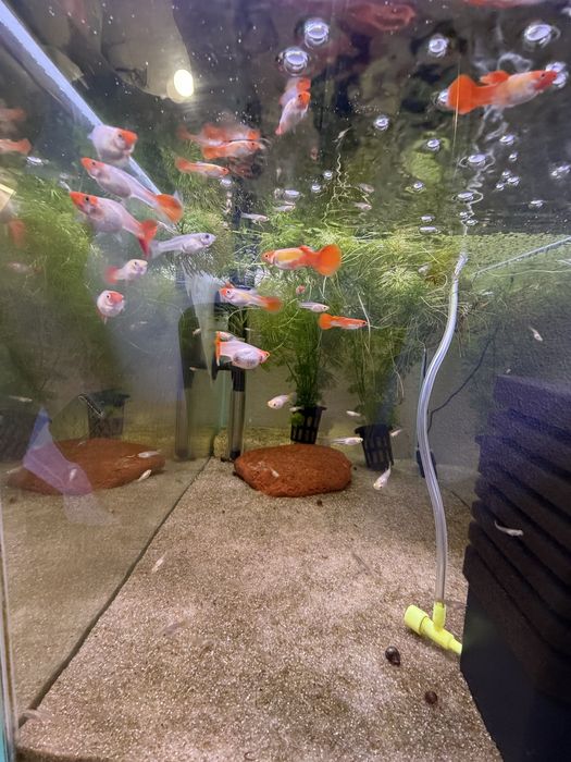 Peixes Ornamentais à Venda – Guppy, Platy e Molinésia