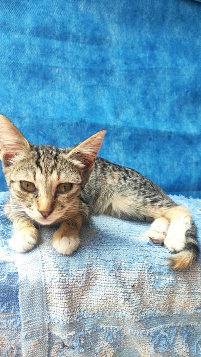 Отдам котят 3 месяца