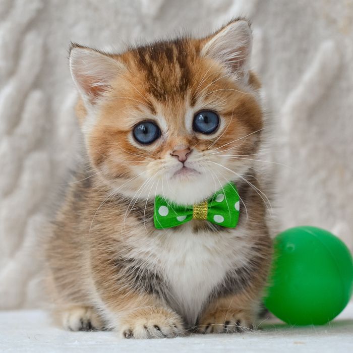 Котик манчкін Седрік