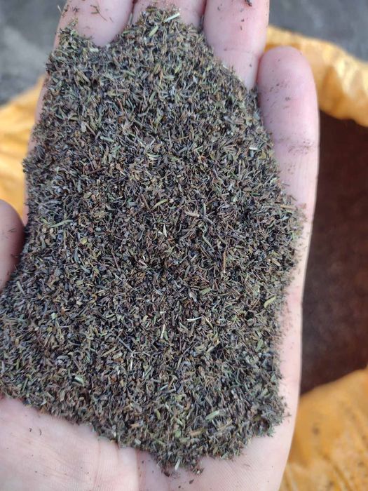 Tymianek nasienny 2025 liść