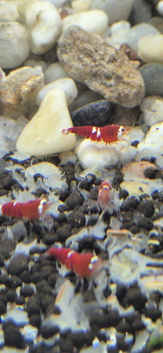 Krewetki Super cristal red neocaridina