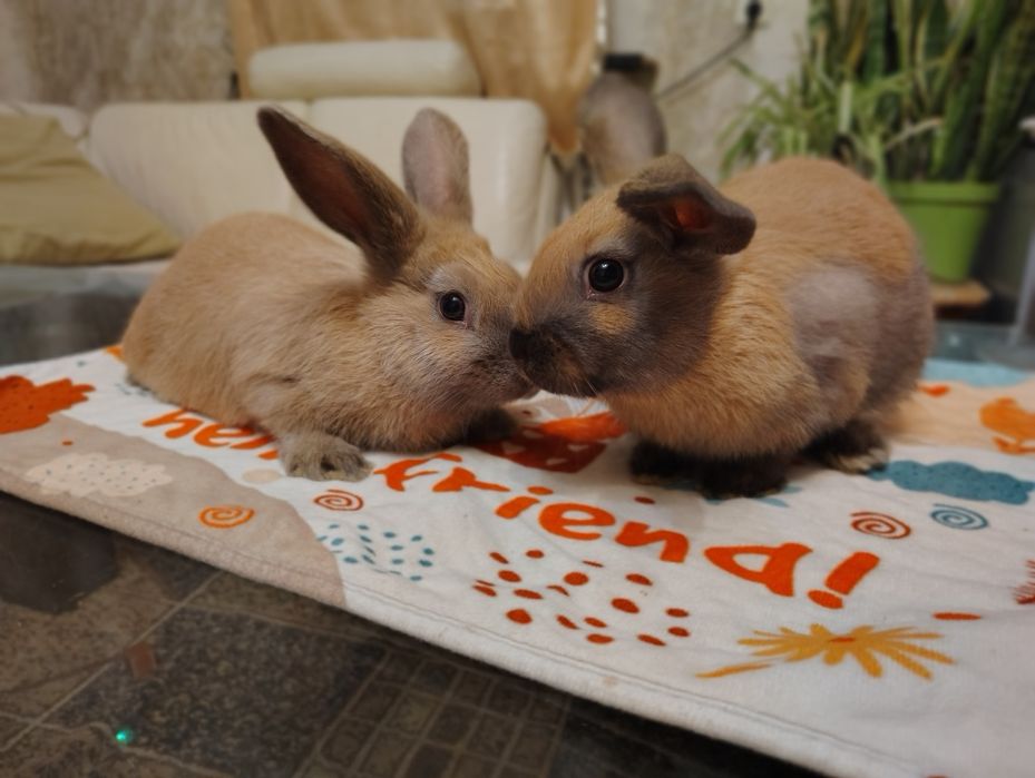 Кролики декоративные