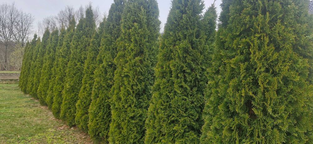 Sprzedam tuje wysokie