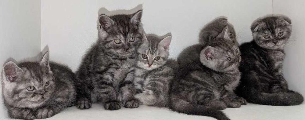 Мазунчики, муркотунчики!!!