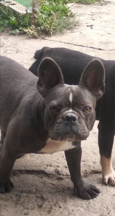 Дівчинка французький бульдог