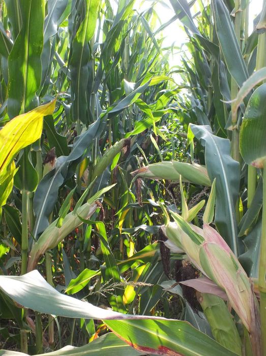 Nasiona kukurydzy ROBLETO kiszonka FAO 240 (80 tys.)