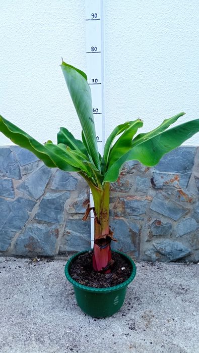 Bananeira das Canárias