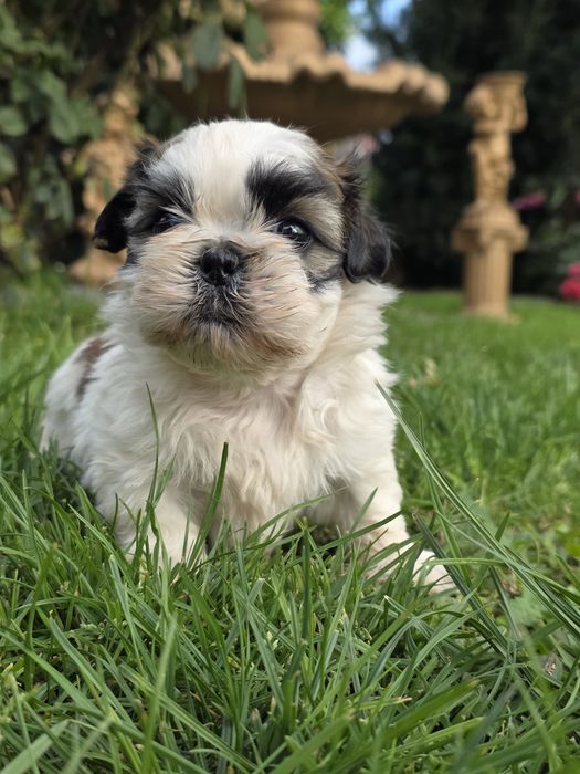 Sliczna suczka shih tzu