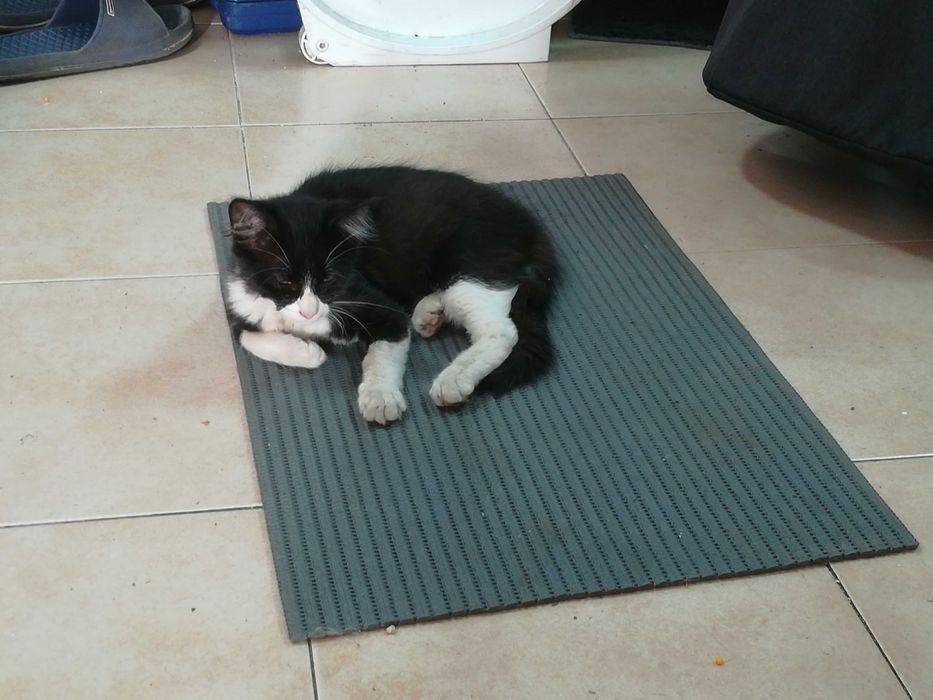 Gatinhos 4 meses - Adopção