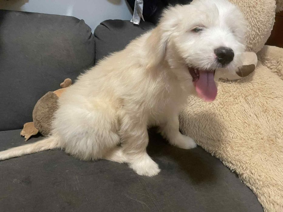 Barbado da Terceira macho