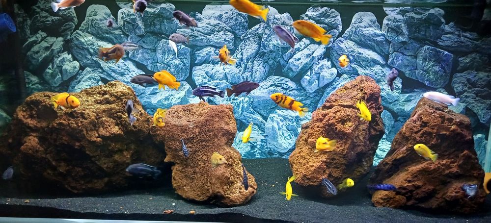 Pyszczak , malawi , ryby dorosłe