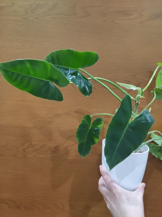 Plilodendron Imbel- Planta