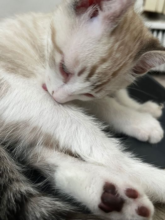 Gato para Adoção