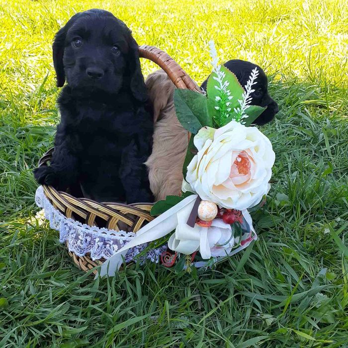 Продам чистокровних щенят.