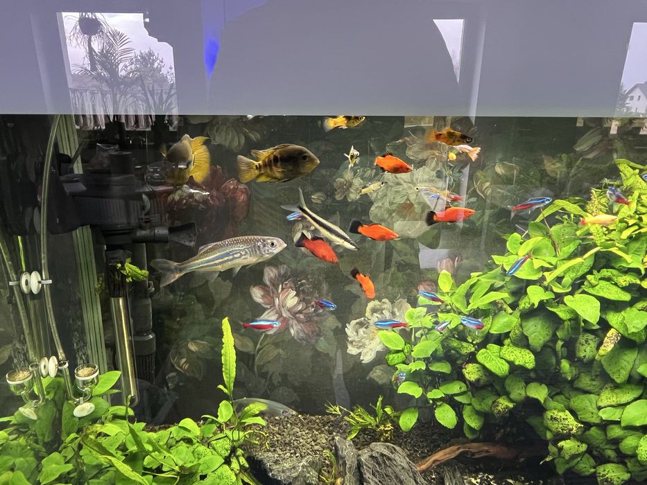 Akwarium Aquael Glossy 260 komplet z życiem