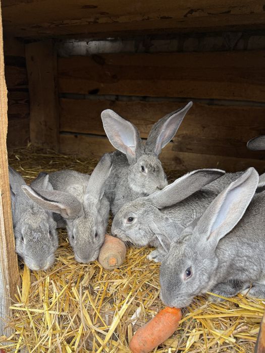 Фландер Європейська шиншила Полтавське срібло Кролі Кроленята