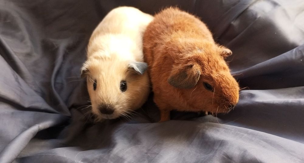 Морська свинка дівчинка