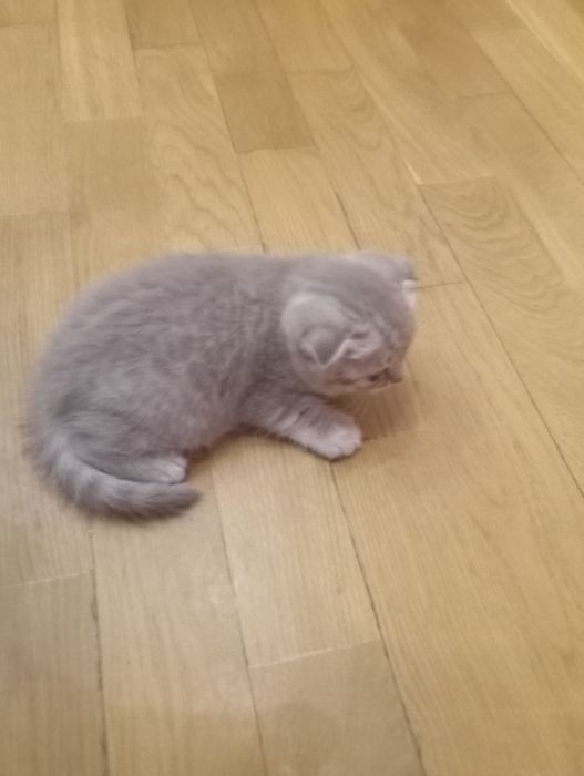 Шотландські висловухі кошенята