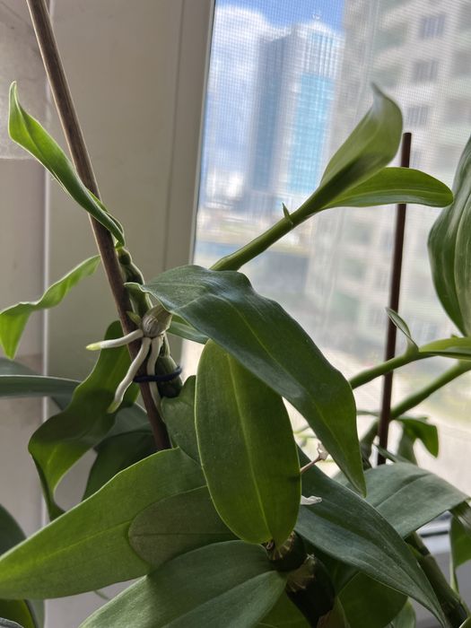 Орхидея дендробиум  продам отростки