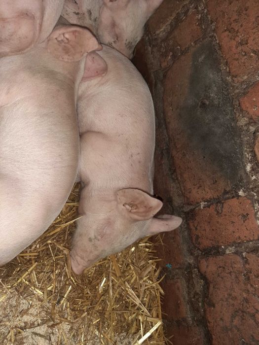 Продам маленьких поросят вага 30 кг