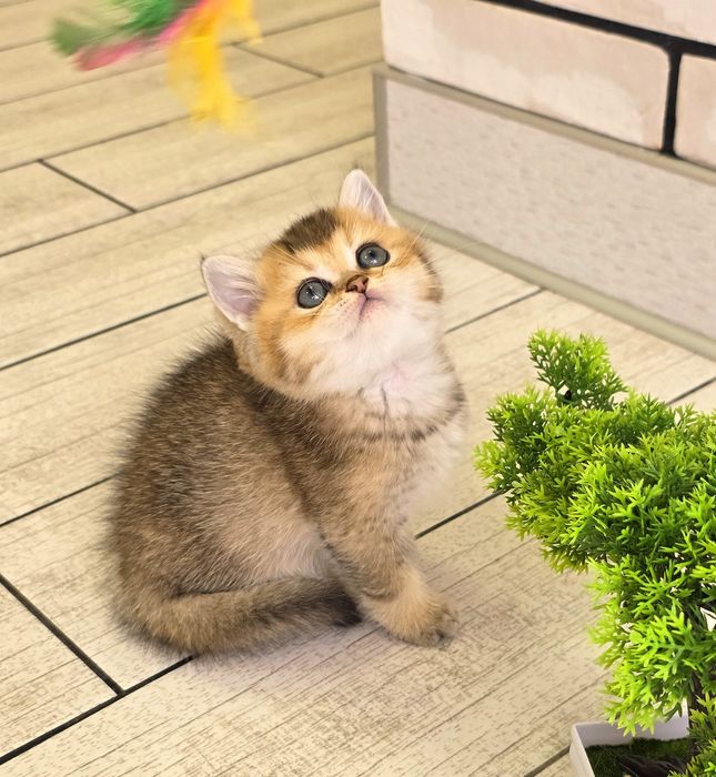 Кішечка шотландочка