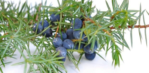 Arvores acerola e  zimbro de varios tamanhos