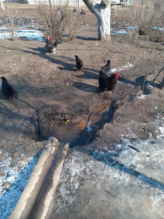 Декоративні кури