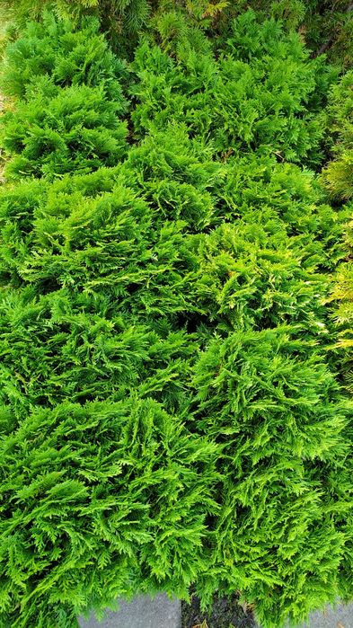 Tuja  kulista,  tuja DANICA  40 cm