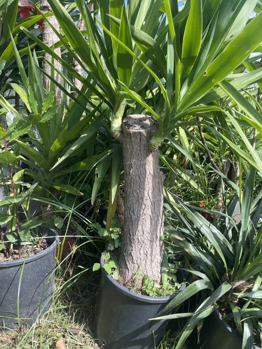 Yucca diversos tamanhos