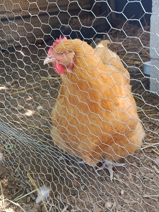 Ovos  de orpington