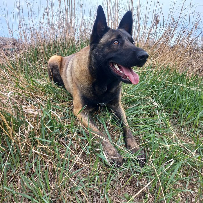 Бельгийская овчарка вязка