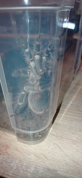 Sprzedam dwa ptaszniki