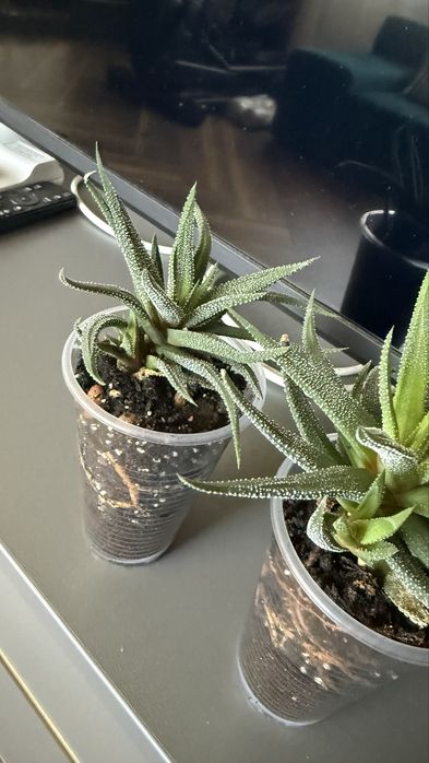 Хавортія смугаста суккулент з дітками hawortia