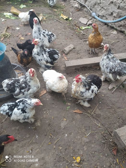 Карликові   кури