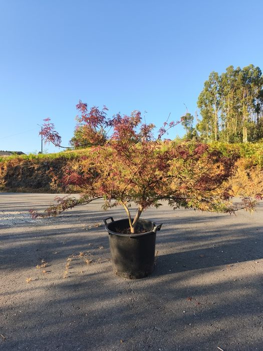 Acer Palmatum Dissectum (Vaso 30 Litros)