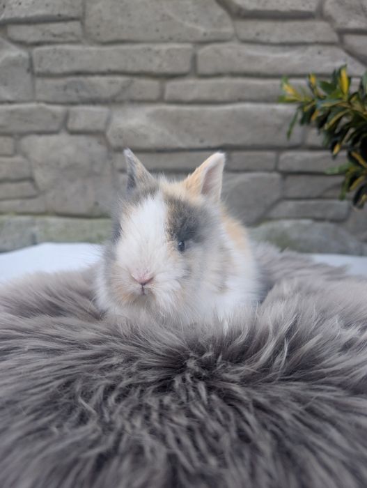 Karzełek Teddy, metryka