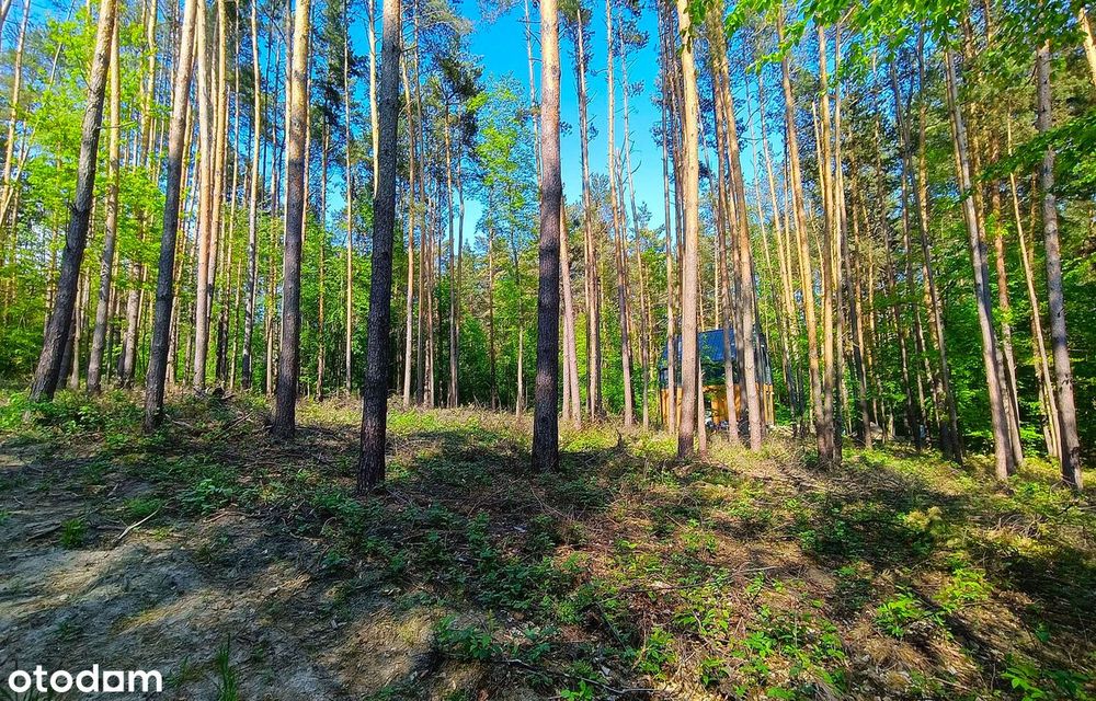 Działki budowlane wśród sosen | Grabnik k/Krasnobrodu | Roztocze