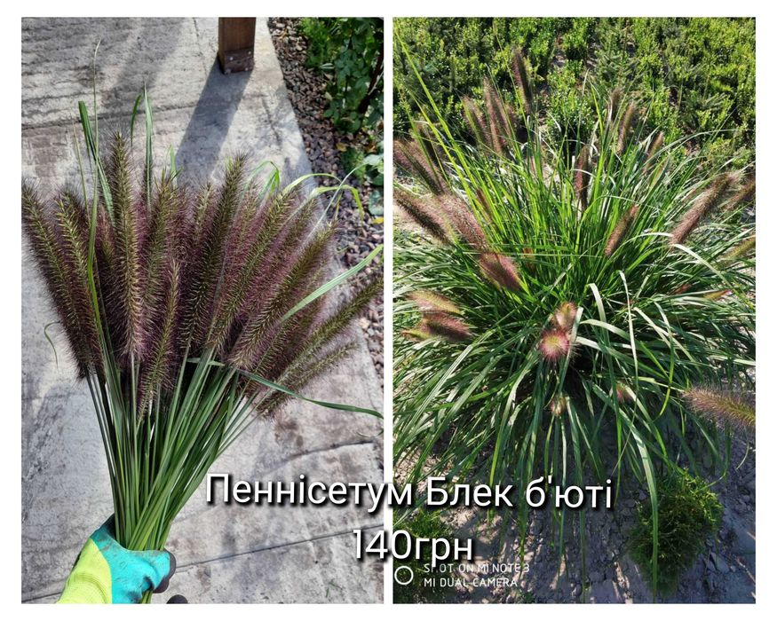 Вебраскум саженцы цветов многолетних