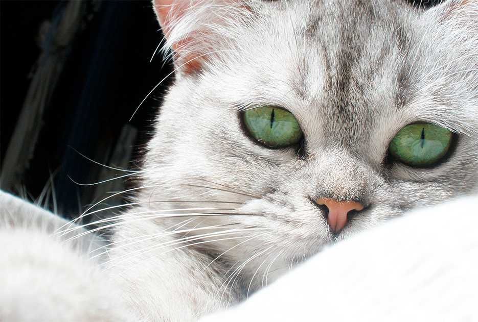 Gatinho maravilhoso para companhia