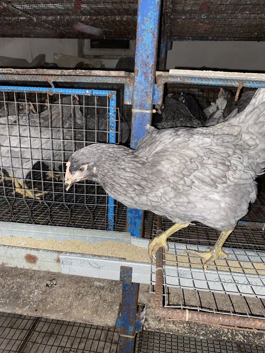 Кури молоденькі 4 міс