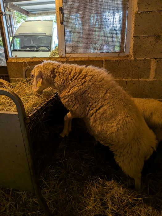 Carneiro Assaf adulto