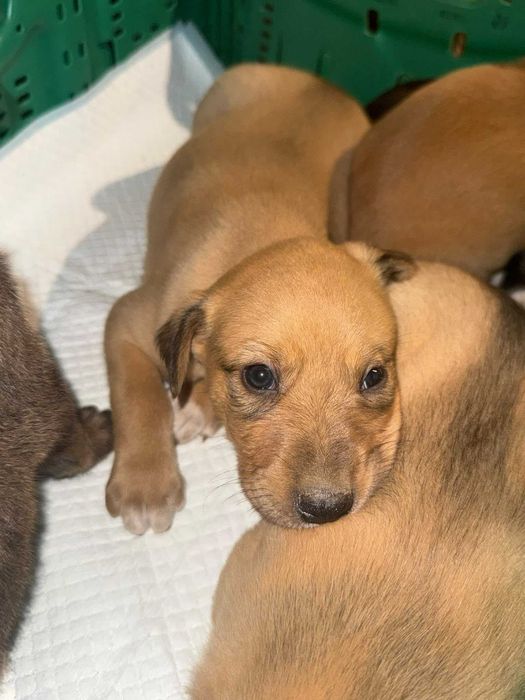 Cãeszinhos bebés para adoção responsável