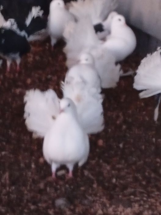 Gołebie pawiki sprzedam