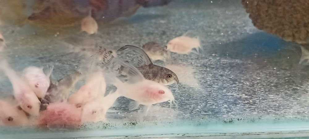 Sprzedam kirysy, kiryski pstre